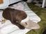 Labrador retriever Balder - Min fars hjemmesko!