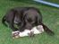 Labrador retriever Balder - Stor gren som Balder stadig har!<3