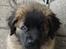 Leonberger Julius - Regnvejrsdagen kan ses i pelsen