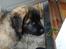 Leonberger Julius - pindsvinet i profil 