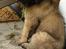 Leonberger Julius - do I have something in my teeth?