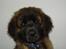 Leonberger Julius - Taget på fersk gerning!
