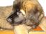 Leonberger Julius