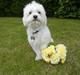 Coton de tulear Cooper