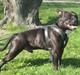 Staffordshire bull terrier Obelix