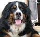 Berner sennenhund Athena
