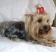 Yorkshire terrier Fiffi