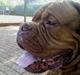Dogue de bordeaux Jarl.