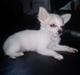 Chihuahua Stella
