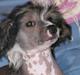 Chinese crested hårløs Holly