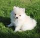 Pomeranian Liva