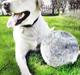 Labrador retriever Lucka