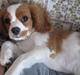 Cavalier king charles spaniel Stella