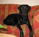Labrador retriever Felix