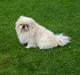 Pekingeser pax