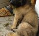 Leonberger Julius