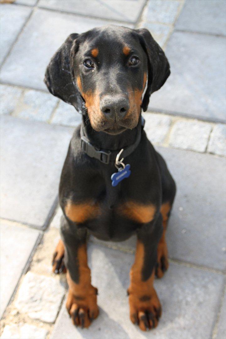Dobermann Calle - 15 uger, billed er taget lige efter, jeg har fjernet tape fra hans ører billede 12