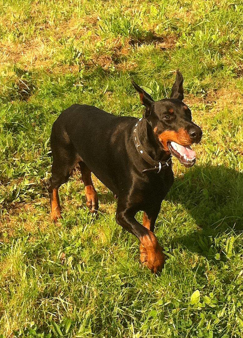 Dobermann Legrant Land Bohema Born - Ude i skoven billede 18