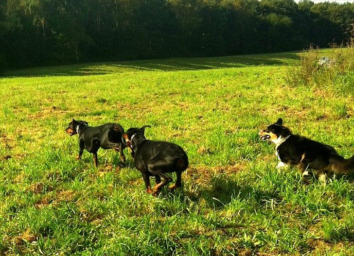 Dobermann Legrant Land Bohema Born billede 19