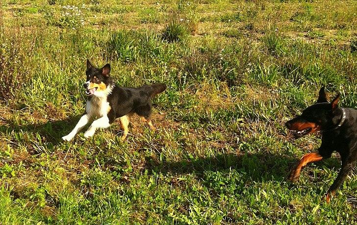 Dobermann Legrant Land Bohema Born billede 20