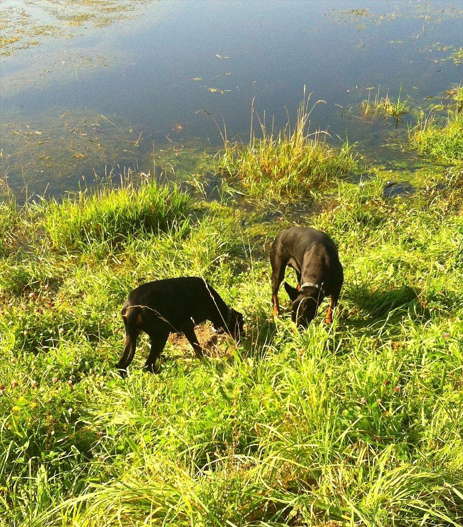 Dobermann Legrant Land Bohema Born billede 21