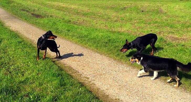 Dobermann Legrant Land Bohema Born billede 22