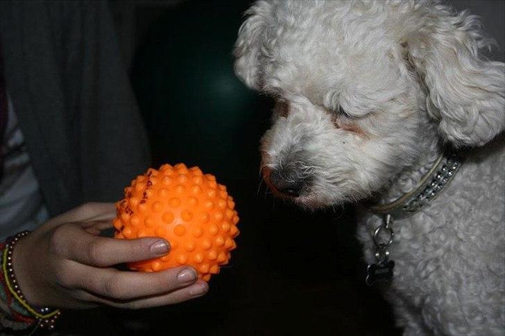 Blanding af racer Billy "Greece" billede 5