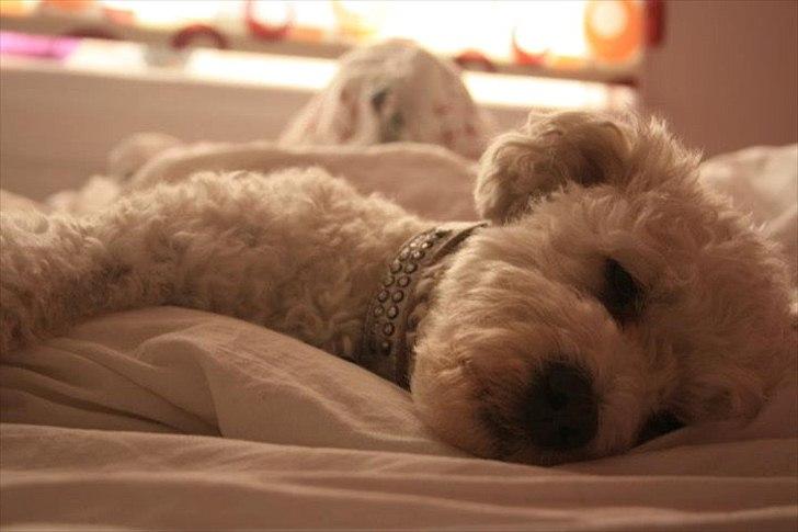 Blanding af racer Billy "Greece" - Today i dont feel like doing anything, i just wanna lay in my bed xD billede 1