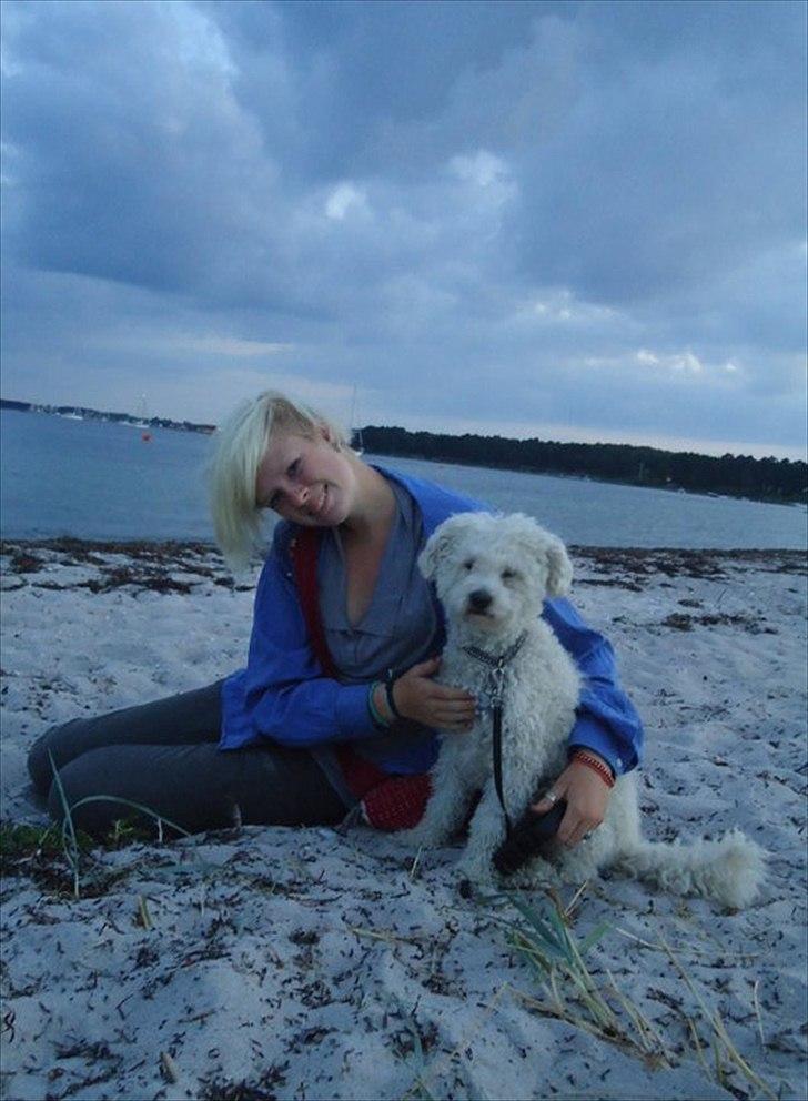 Blanding af racer Billy "Greece" - Han er ikke just en vandhund, men sandet er fint og blødt at sidde på - på stranden en sommer aften i rørvig <3 billede 10