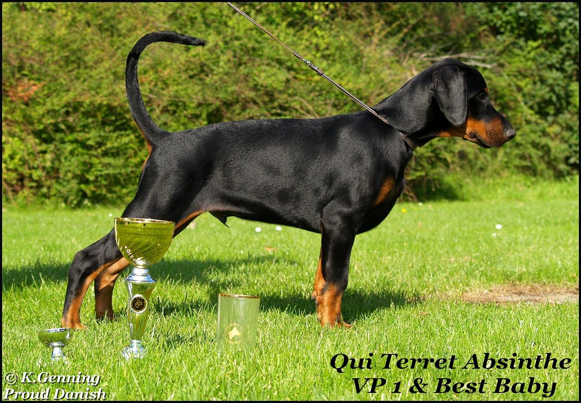 Dobermann Qui Terret Absinthe billede 7