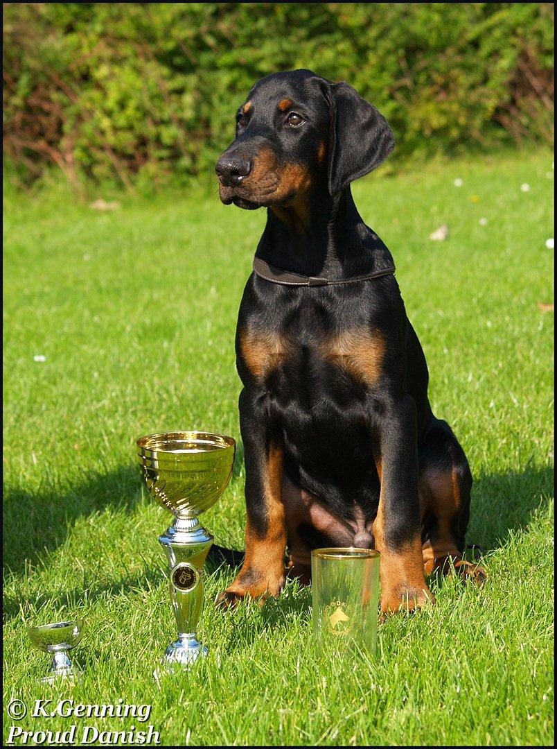 Dobermann Qui Terret Absinthe billede 16