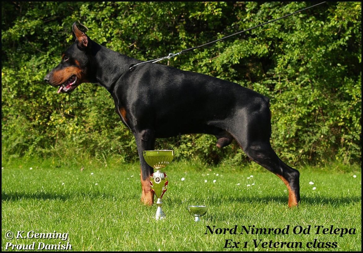 Dobermann Nord Nimrod Od Telepa (R.I.P.) billede 20