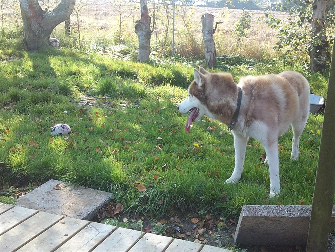 Siberian husky Zappa Hulduheims Supper billede 1