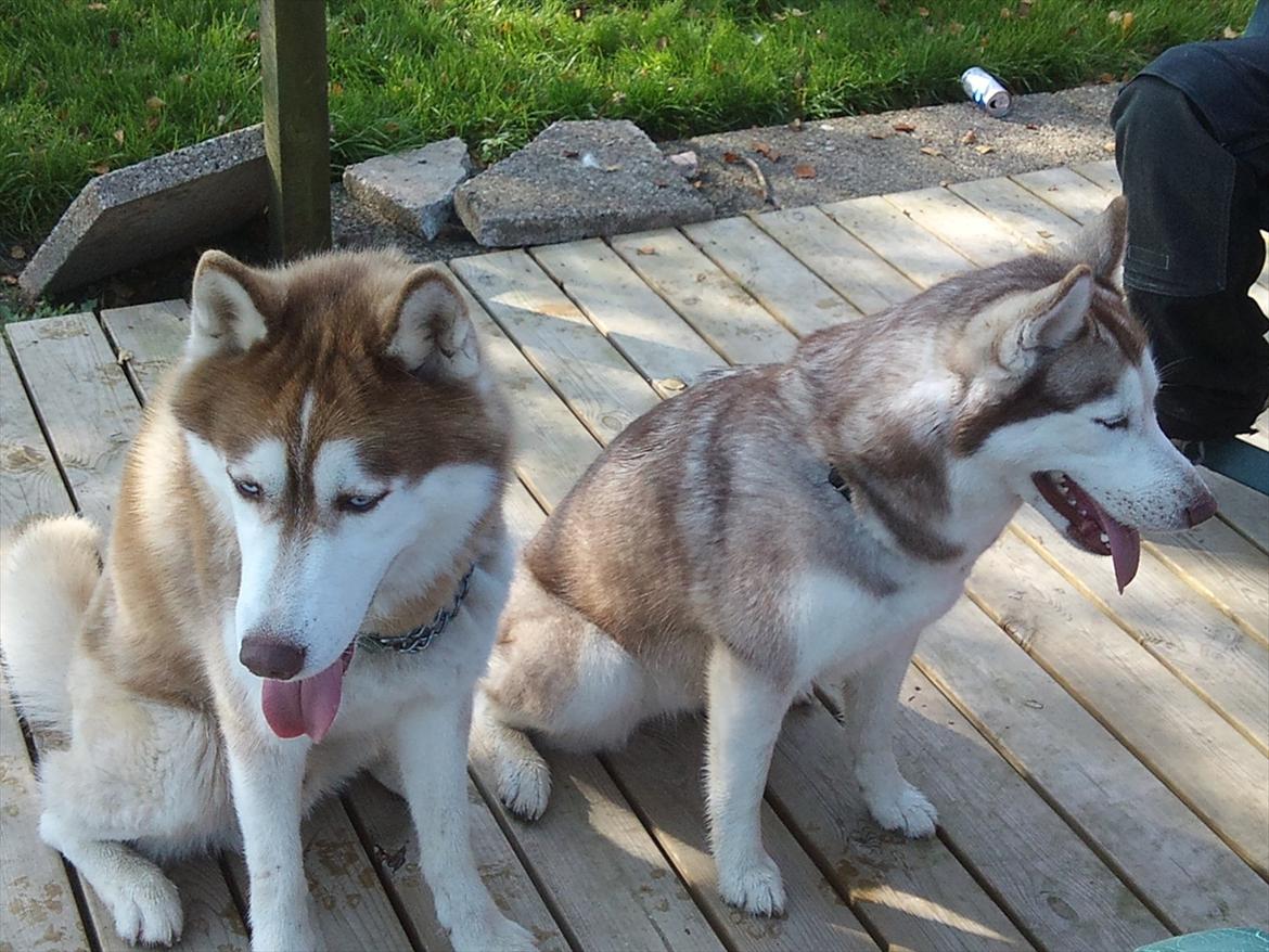 Siberian husky Zappa Hulduheims Supper billede 2