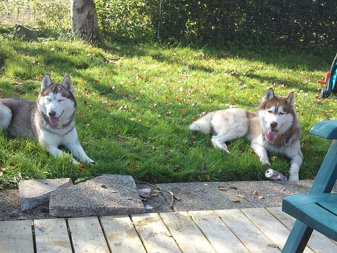 Siberian husky Zappa Hulduheims Supper billede 3