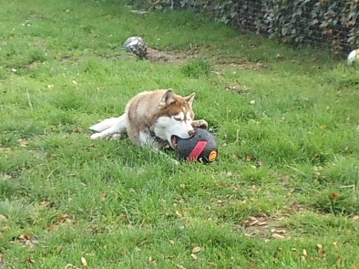 Siberian husky Zappa Hulduheims Supper billede 4