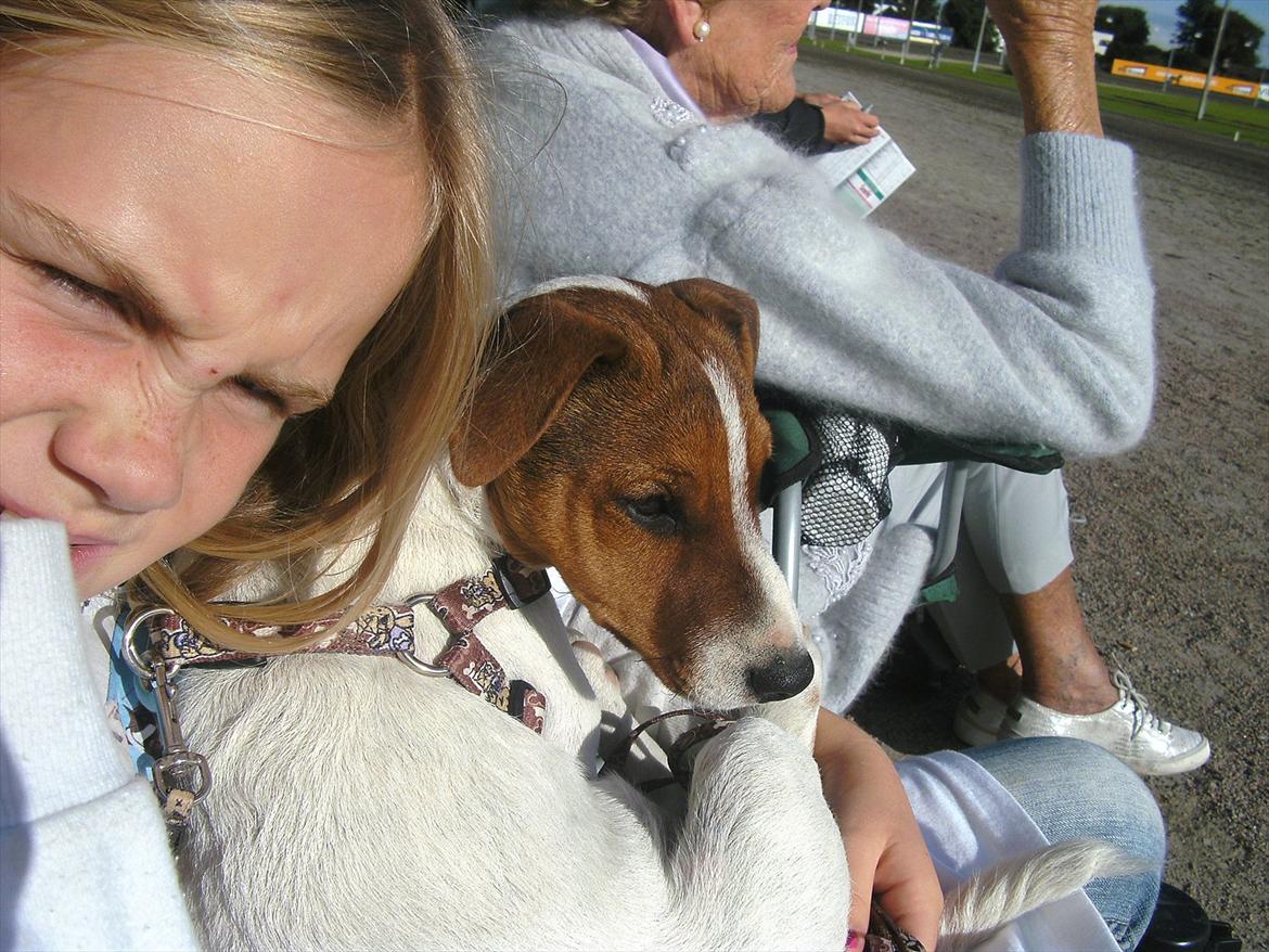 Jack russell terrier Jackob billede 7