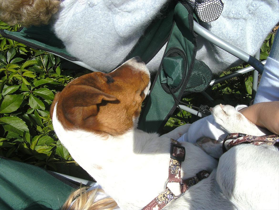 Jack russell terrier Jackob billede 8