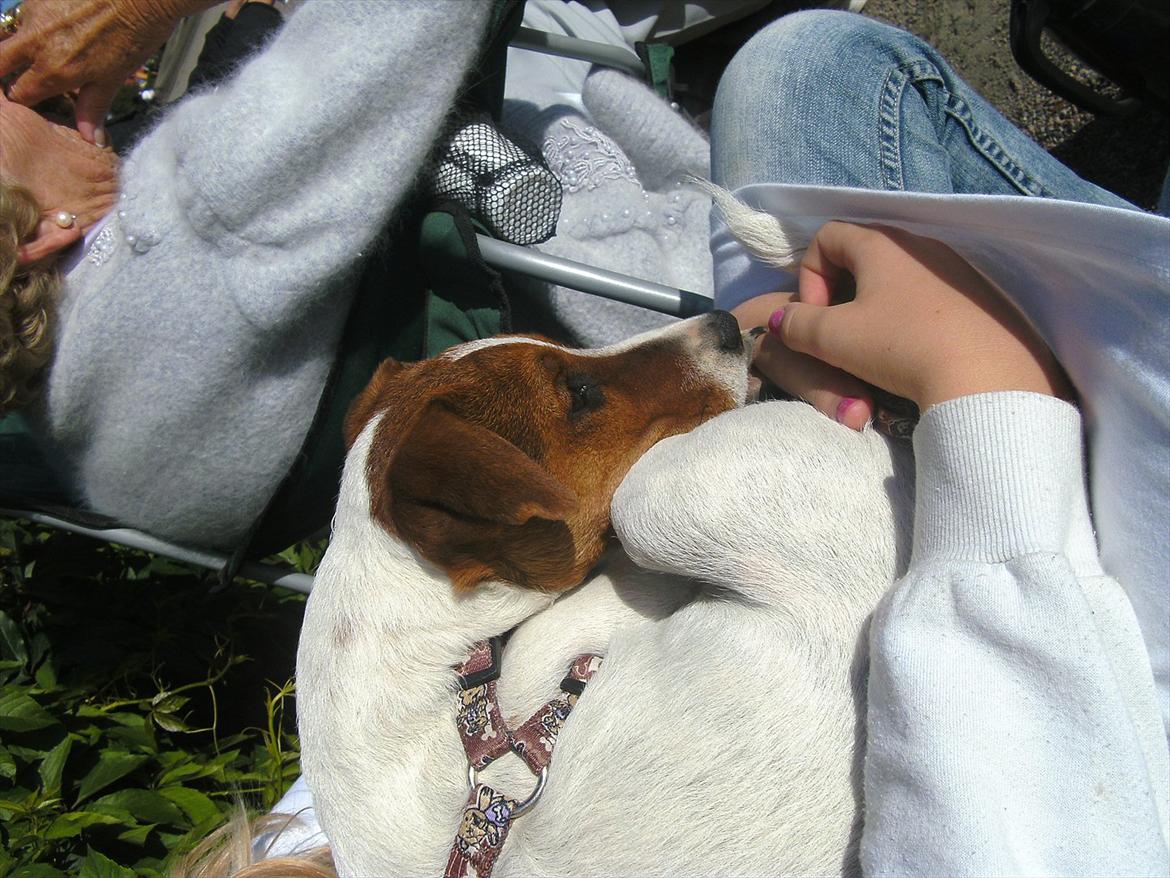 Jack russell terrier Jackob billede 9