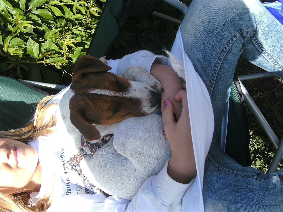 Jack russell terrier Jackob billede 10