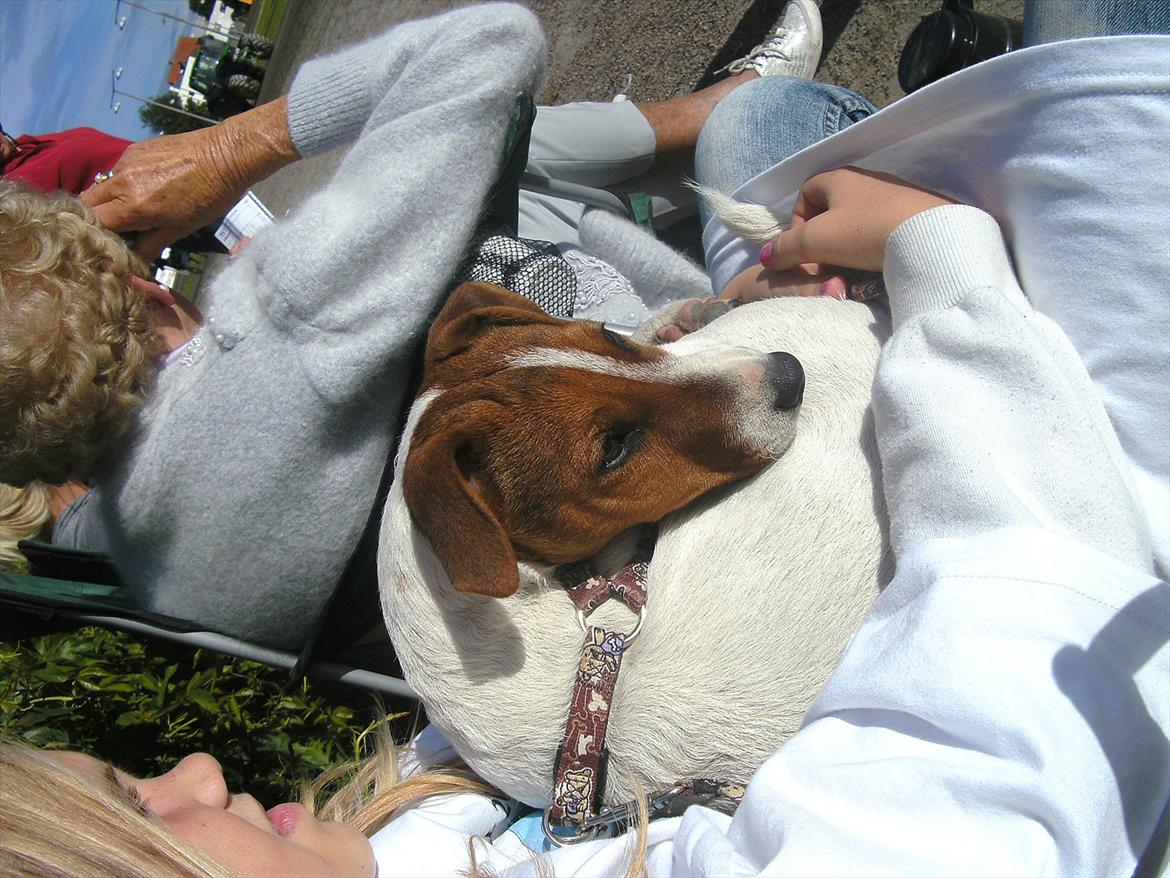 Jack russell terrier Jackob billede 11