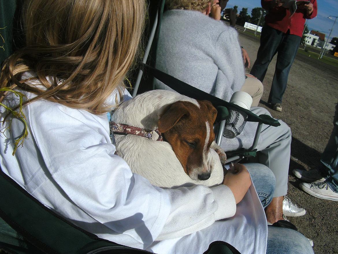 Jack russell terrier Jackob billede 12