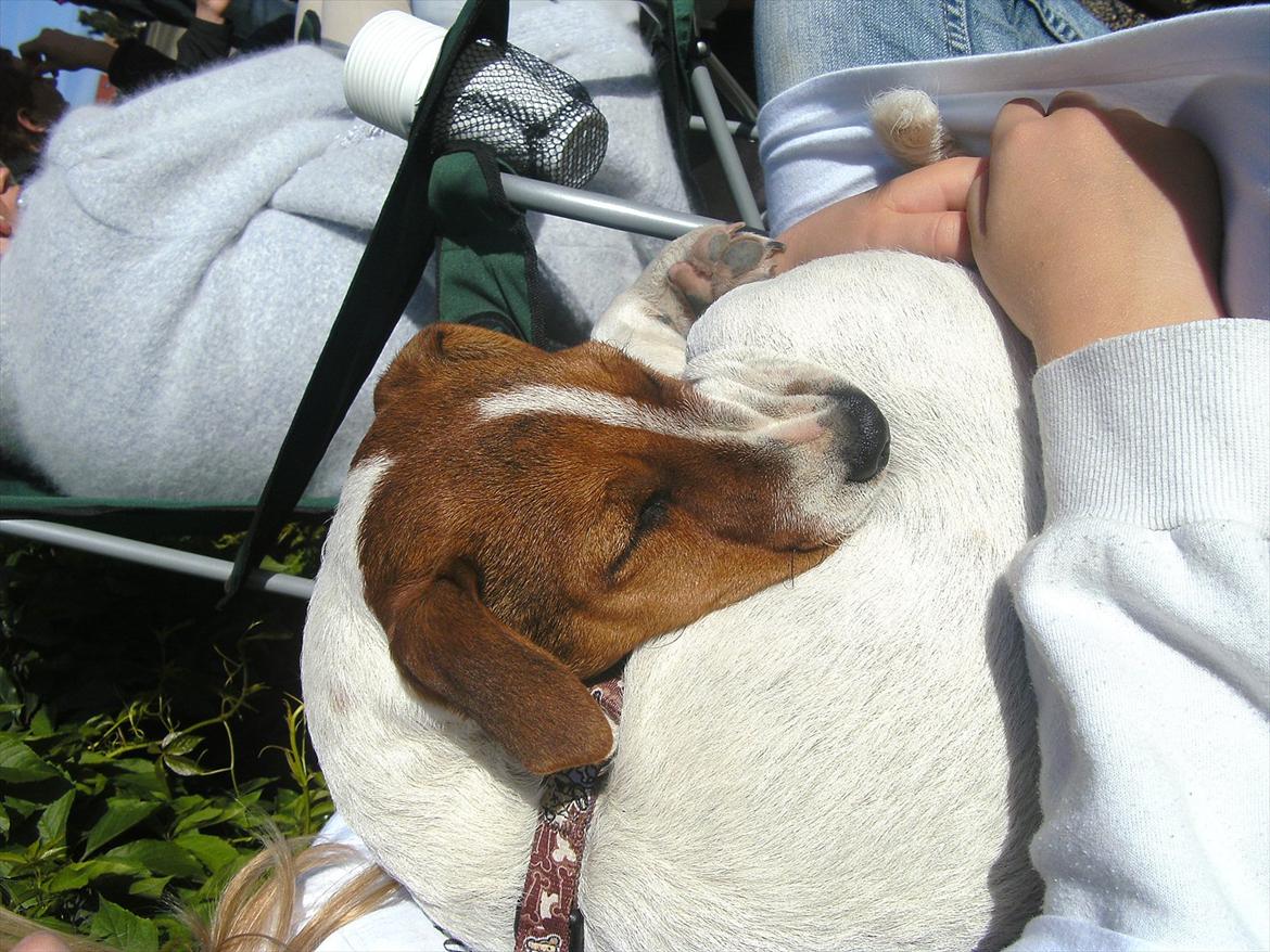 Jack russell terrier Jackob billede 13