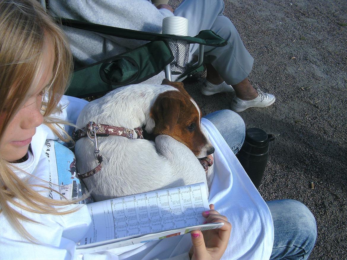 Jack russell terrier Jackob billede 14