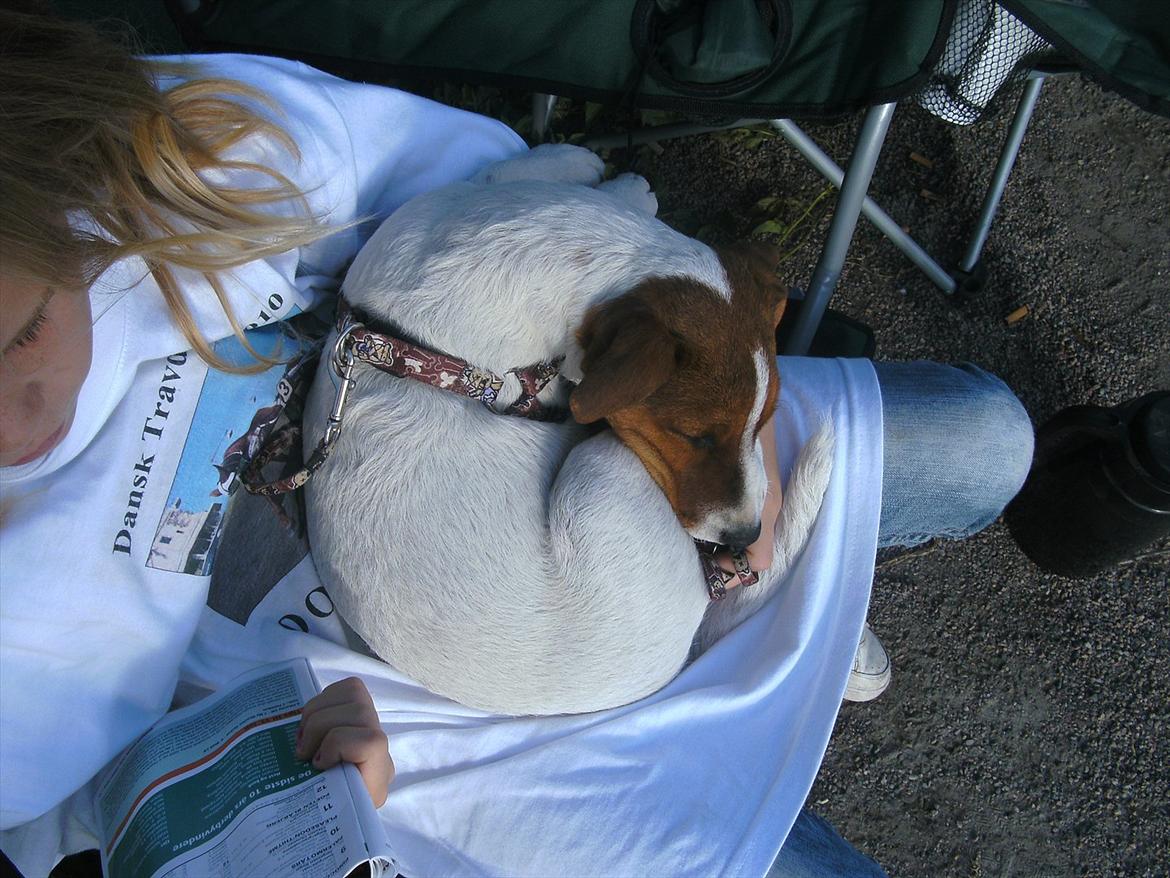 Jack russell terrier Jackob billede 15