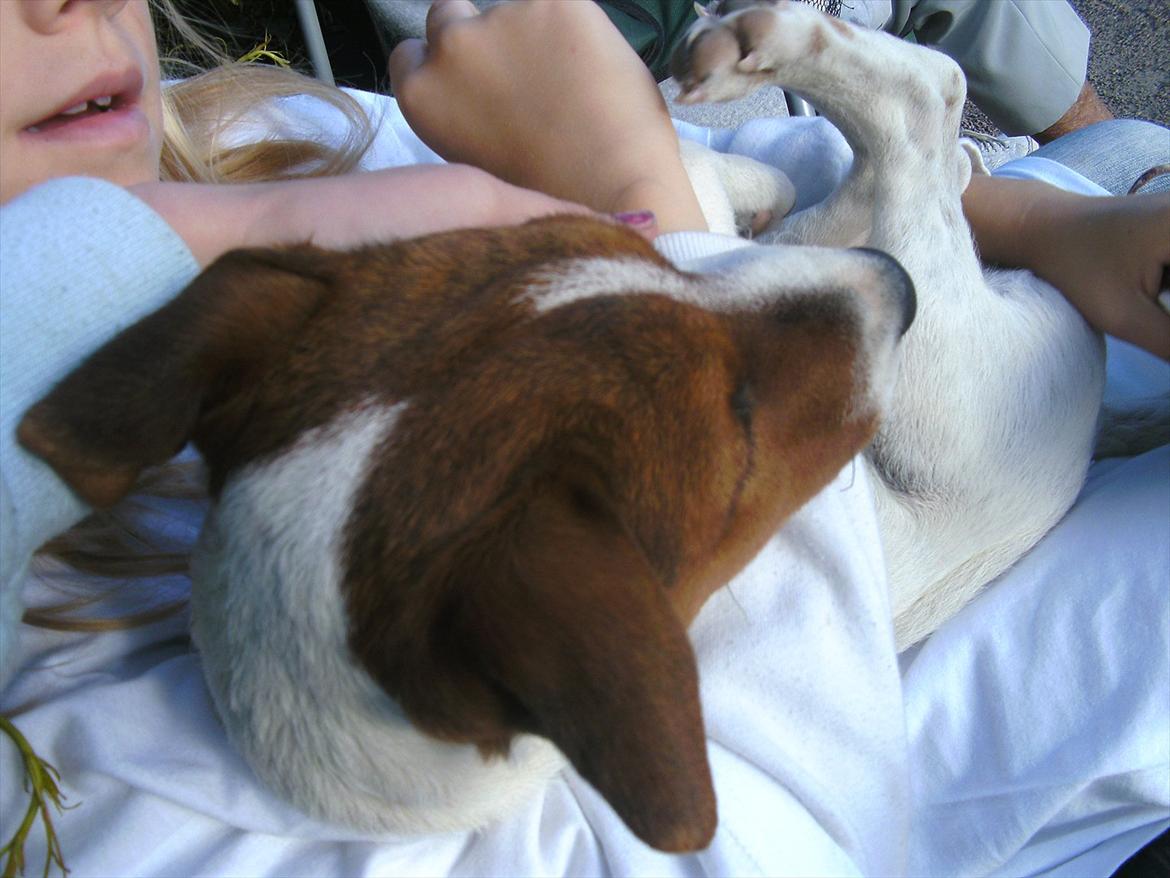 Jack russell terrier Jackob billede 16