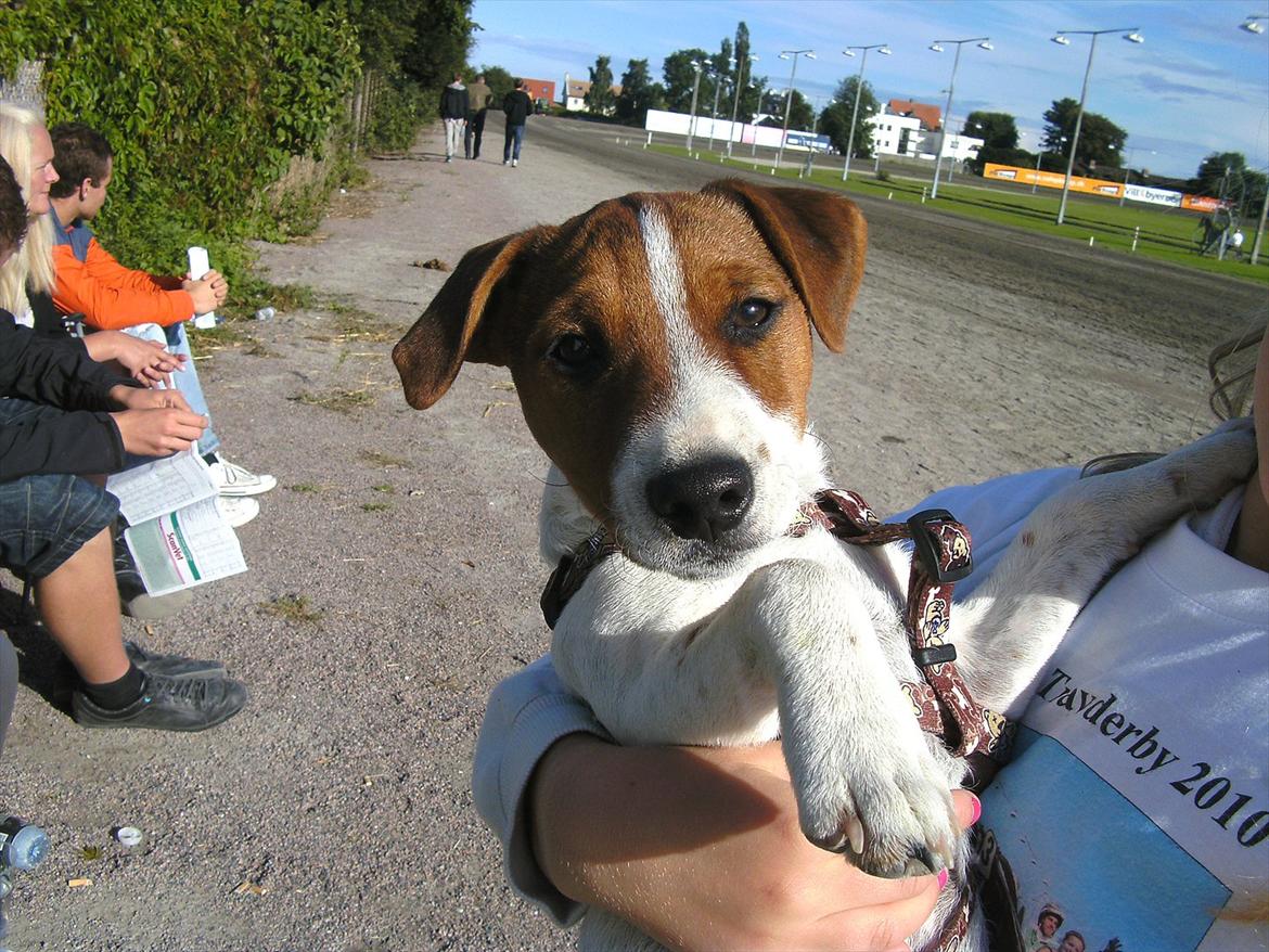 Jack russell terrier Jackob billede 17