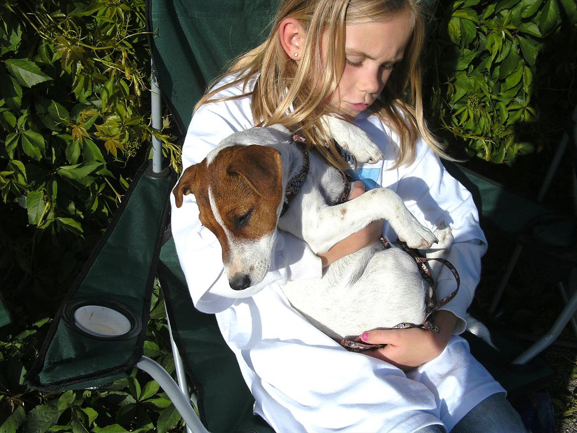 Jack russell terrier Jackob billede 18