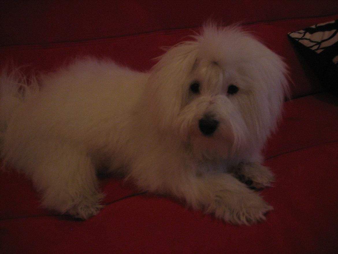 Coton de tulear Chico billede 15