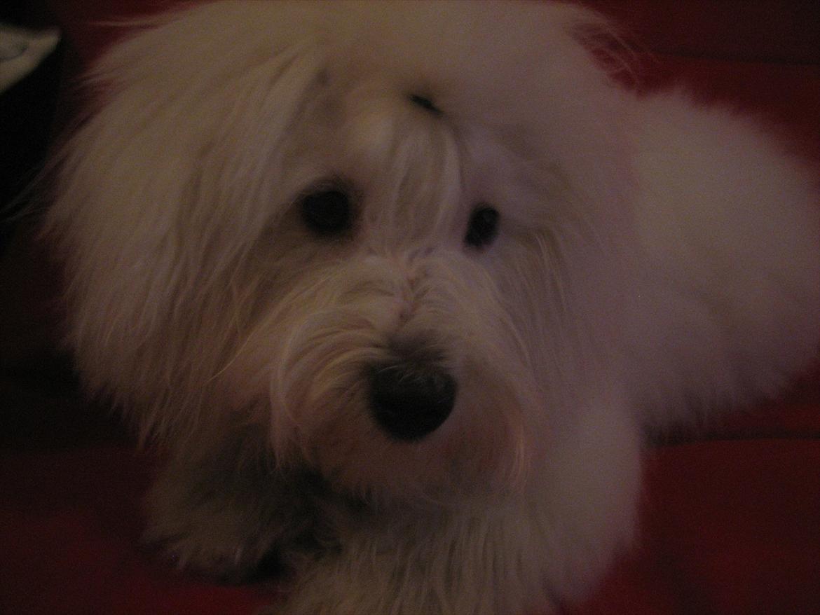 Coton de tulear Chico billede 16